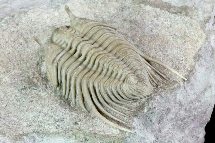 Elegant, Stalk-Eyed Cybele Trilobite - Russia #73456